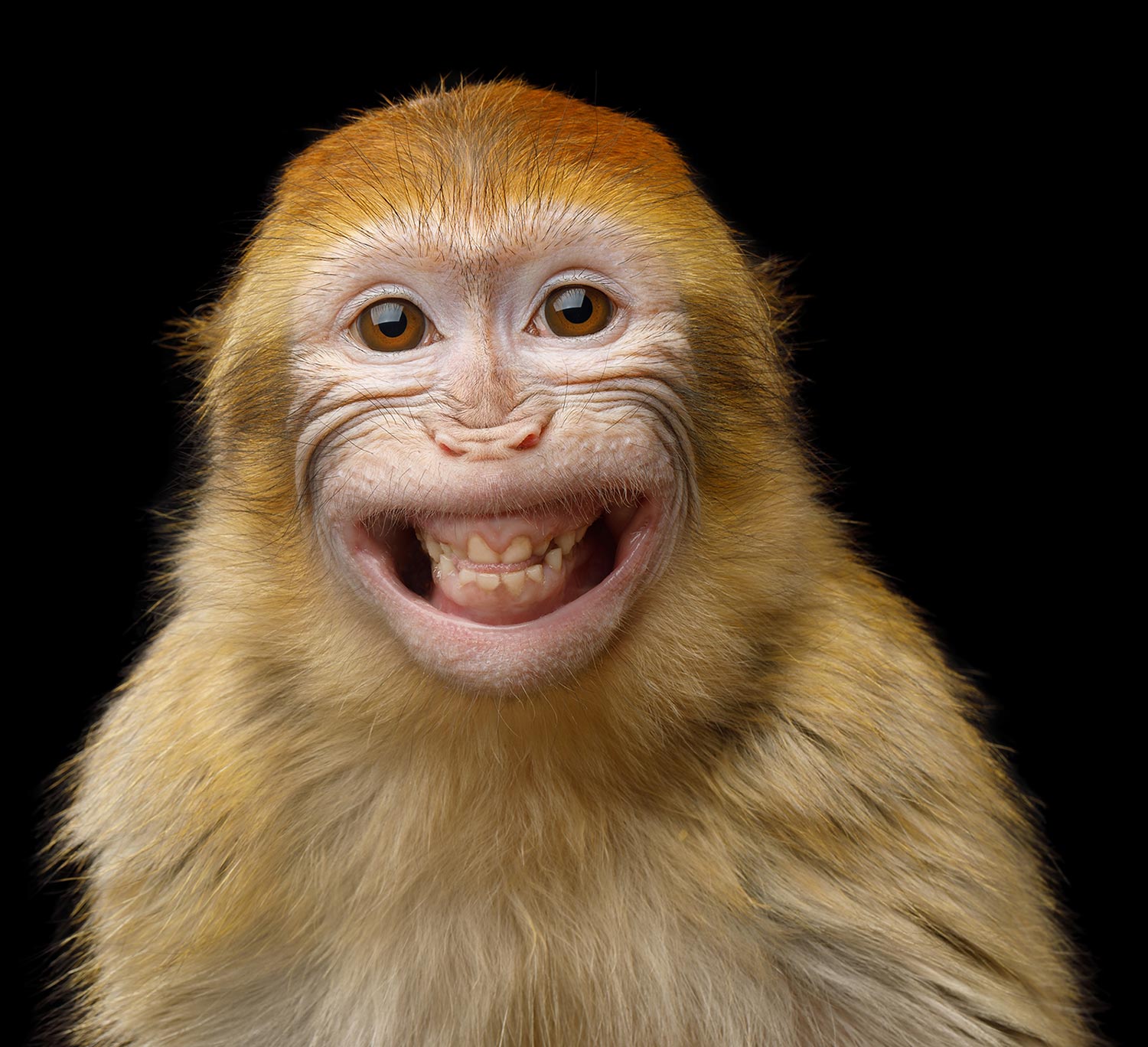 Un singe qui fait un grand sourire