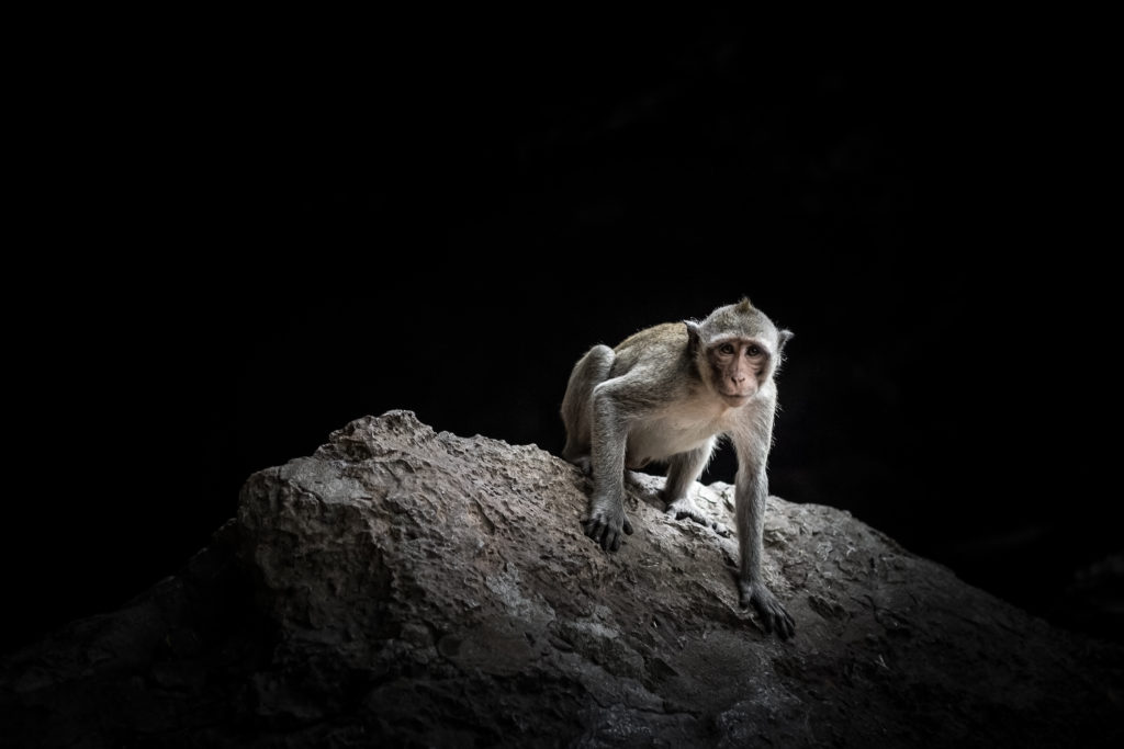 Un singe assis sur un rocher dans une grotte
